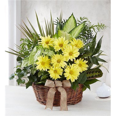 Dish Garden With Fresh Cut Flowers For Sympathy